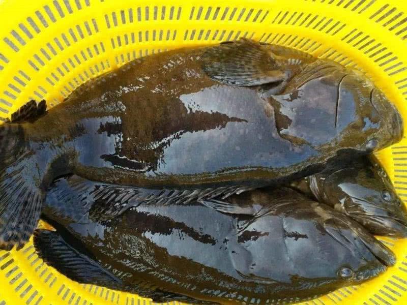 导语:说起那些我们中国人常吃的一些海鲜其种类也是非常多的.