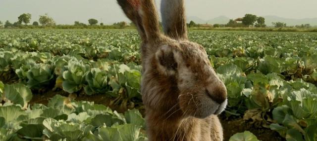 中国兔隐喻图片