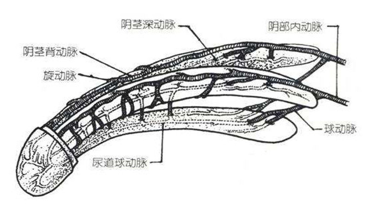 阴痉静脉纤维化图片