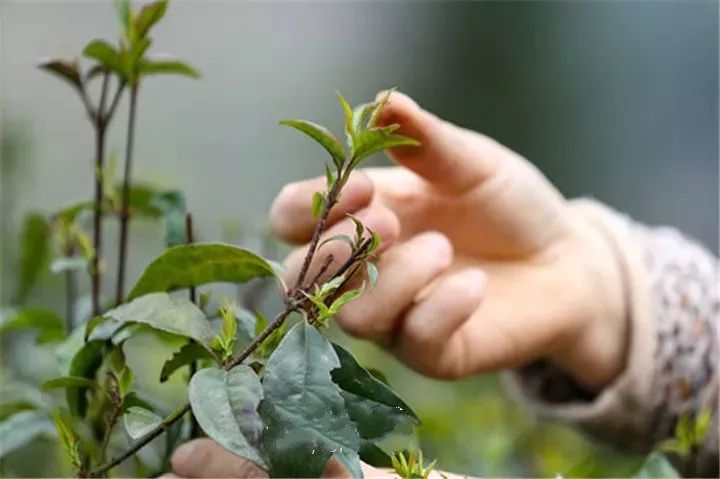 小叶苦丁茶种植图片