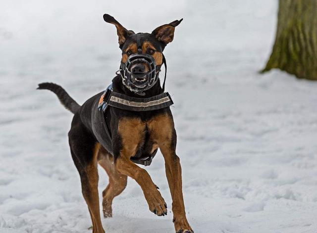 警界现用的6种警犬,别忘了我们中国的骄傲"昆明犬!