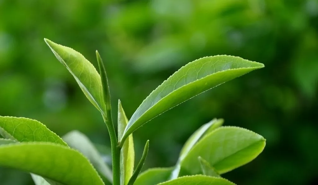 铁观音采的茶青不是叶芽,而是舒展开的叶子,过早的采摘,铁观音的叶面