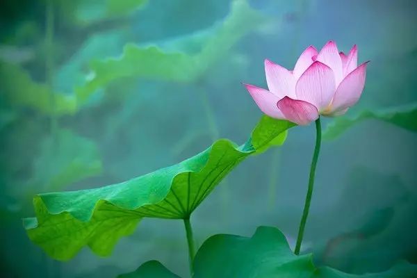 荷花拍着拍着就俗了? 掌握这几招才能拍出意境来