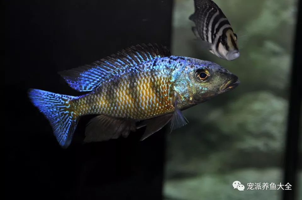 每日一鱼雪花豹马鲷一雄多雌式多配偶口孵