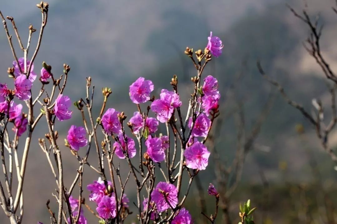 花海的主角吧,迎红杜鹃又名映山红,大连的老百姓喜欢称呼它们叫光腚花