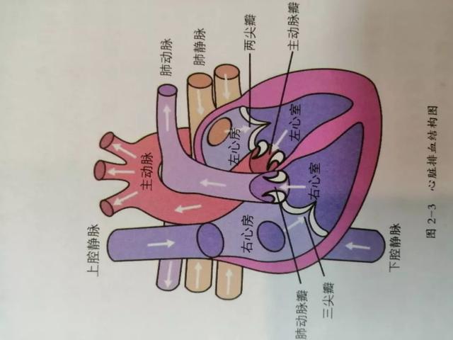 百病之源微循环障碍微循环变化的因素