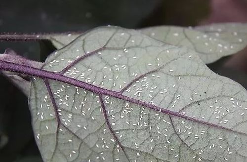 白粉虱飞虱抗性大防治难选择杀虫和灭卵专用药很关键