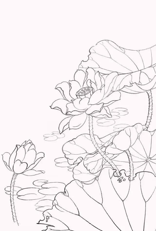 绘画小课堂工笔荷花其实没那么难