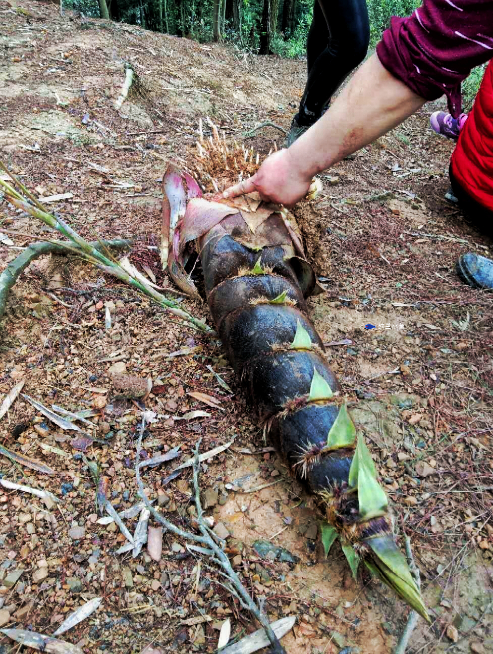 原创四月湖南雨后春笋冒出尖脑袋据说与腊肉是绝配哟