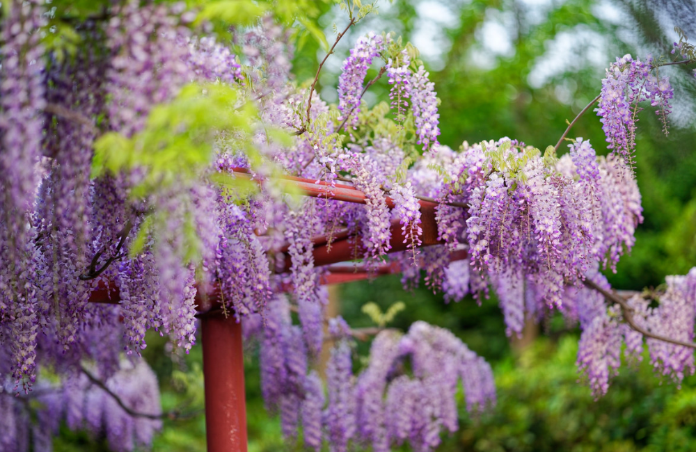 嘉定紫藤园图片