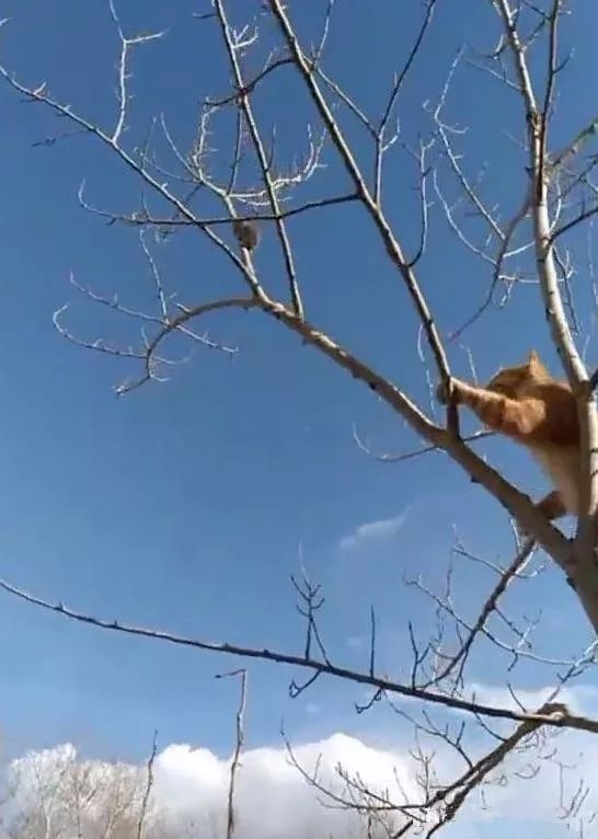 猫不停往树上爬,男子感到好奇,抬头看到后笑了,老鼠:放过我吧