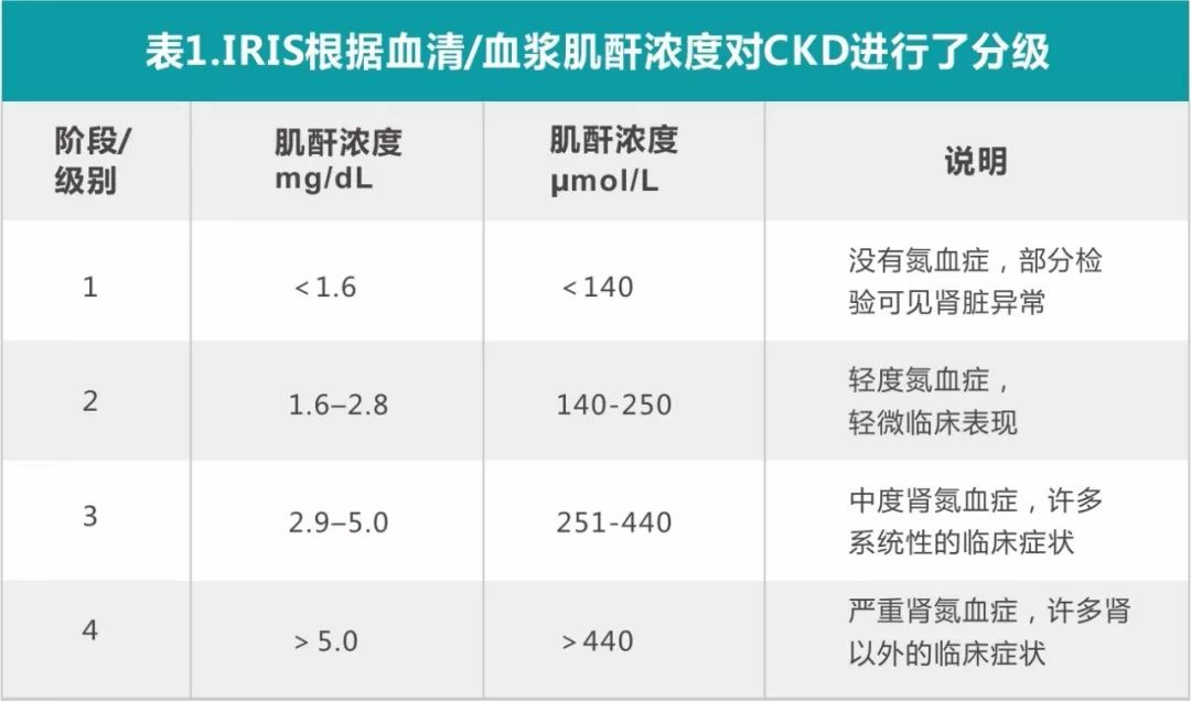 关于猫慢性肾病ckd你需要了解一下