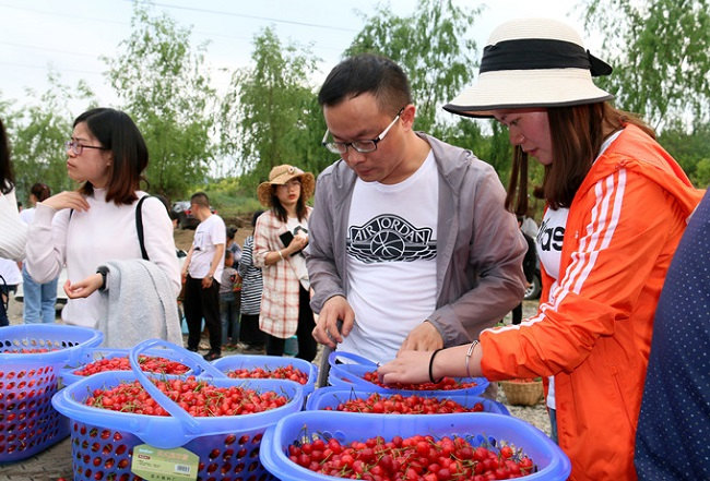 纳雍总溪河樱桃节图片