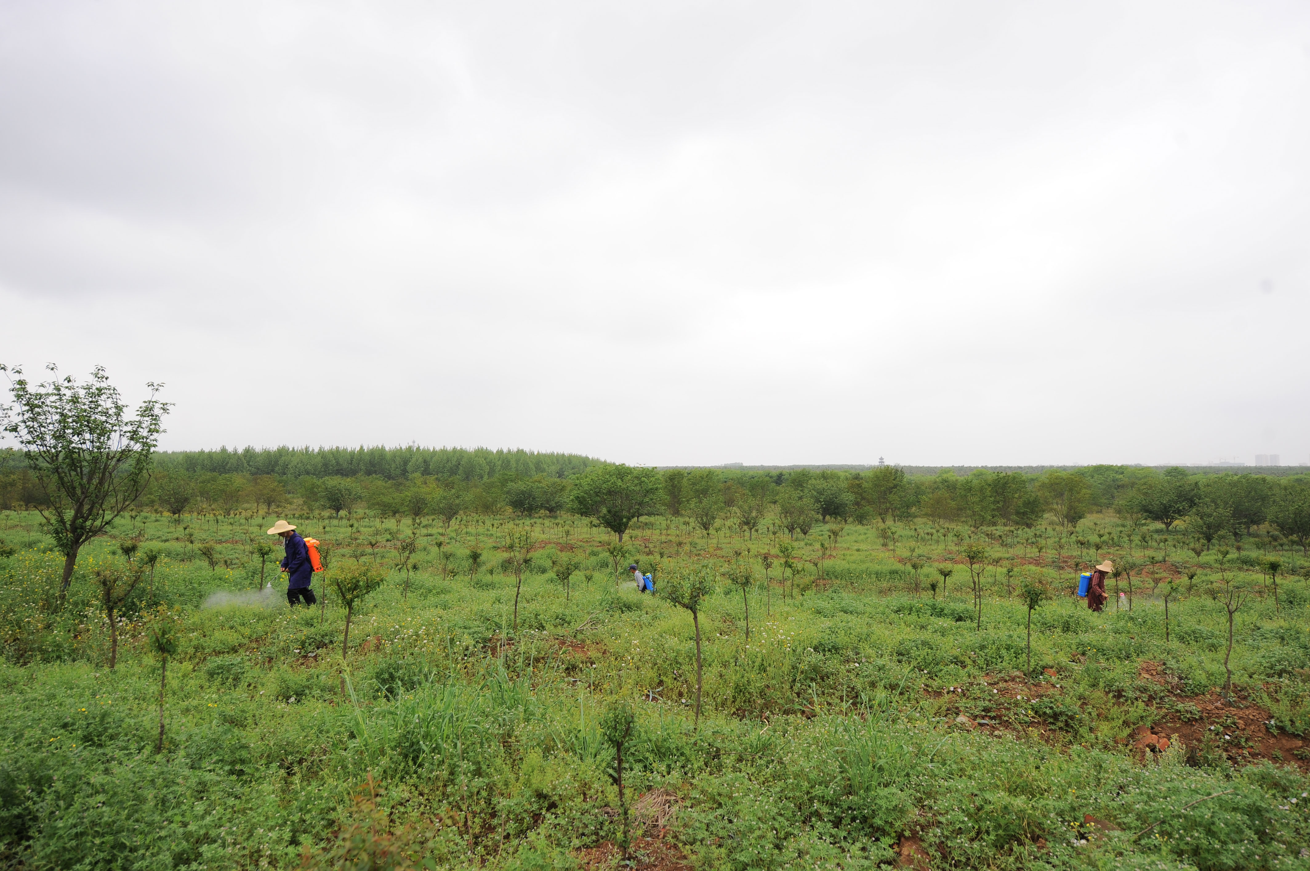 4月23日无人机拍摄的肥西县官亭镇一处苗木种植基地