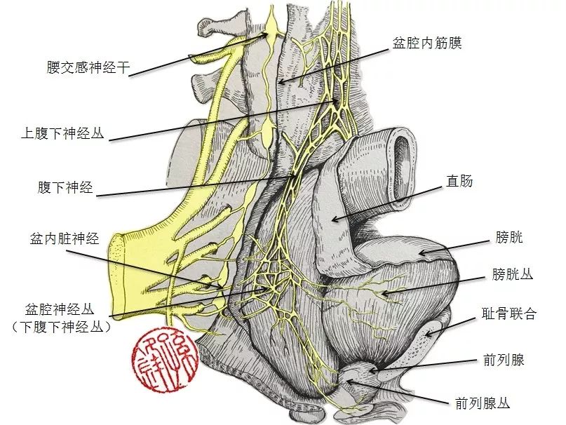 副交感支配來自s2,s3和s4,如下圖(2)↓↓↓,這些纖維穿過骶孔稱為勃起