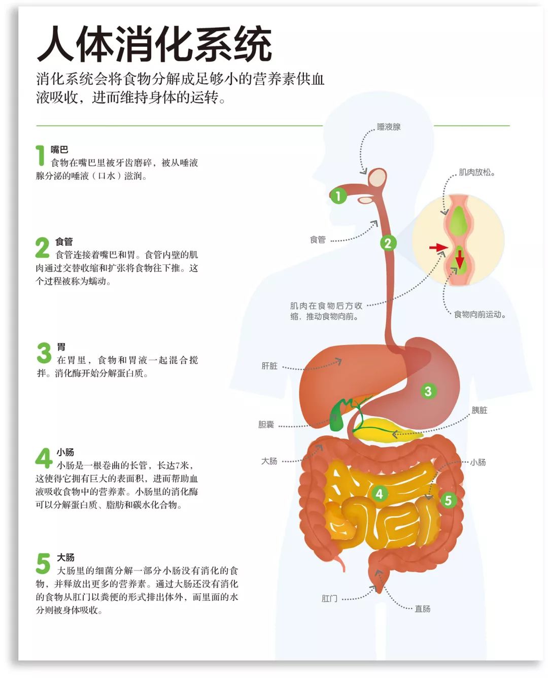 食物在身体消化流程图图片