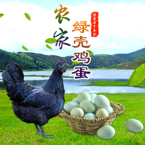 绿壳鸡蛋部分营养成分比土鸡蛋高