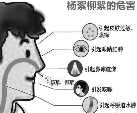柳絮过敏如何防御7大预防措施教给你赶紧行动起来