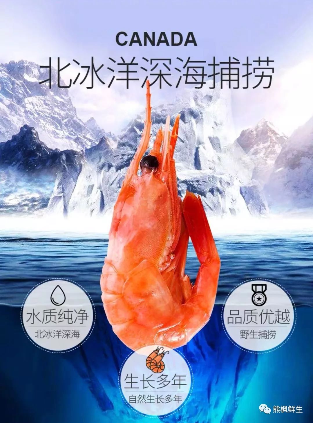 爱吃北极甜虾的你,知道它是怎样从北大西洋到你的餐桌的吗