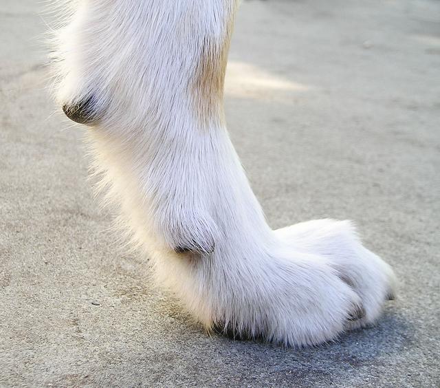 原创狗狗其实有五个脚趾,不接触到地面的脚趾,因为狗狗进化了