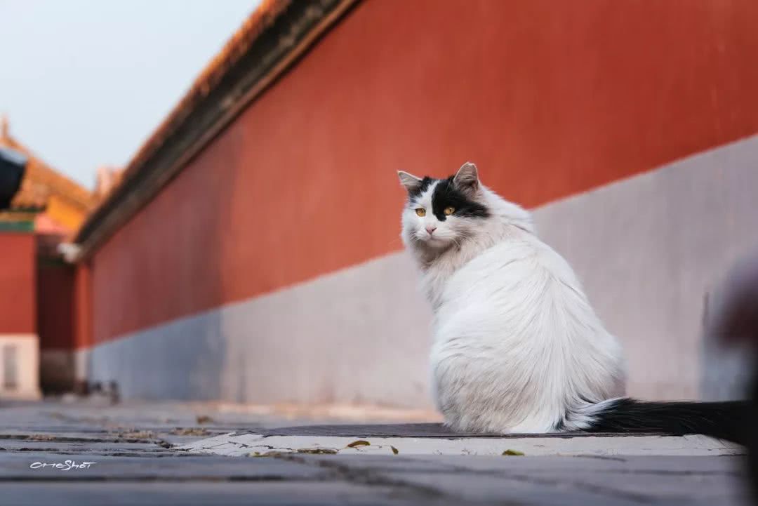 辉煌的宫殿下,生活着中国最贵气的流浪猫,每张都能让你沦陷…