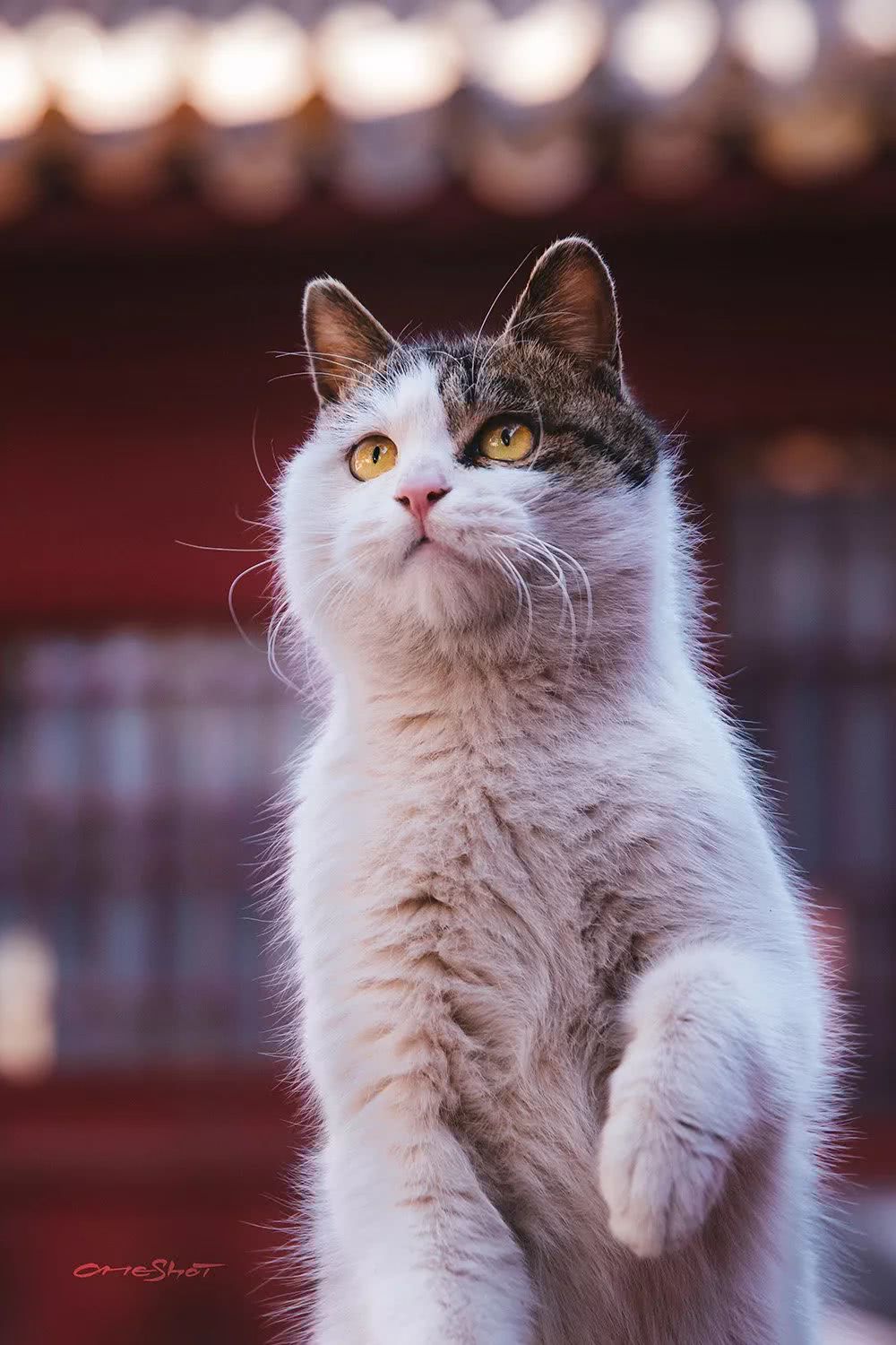 辉煌的宫殿下,生活着中国最贵气的流浪猫,每张都能让你沦陷…