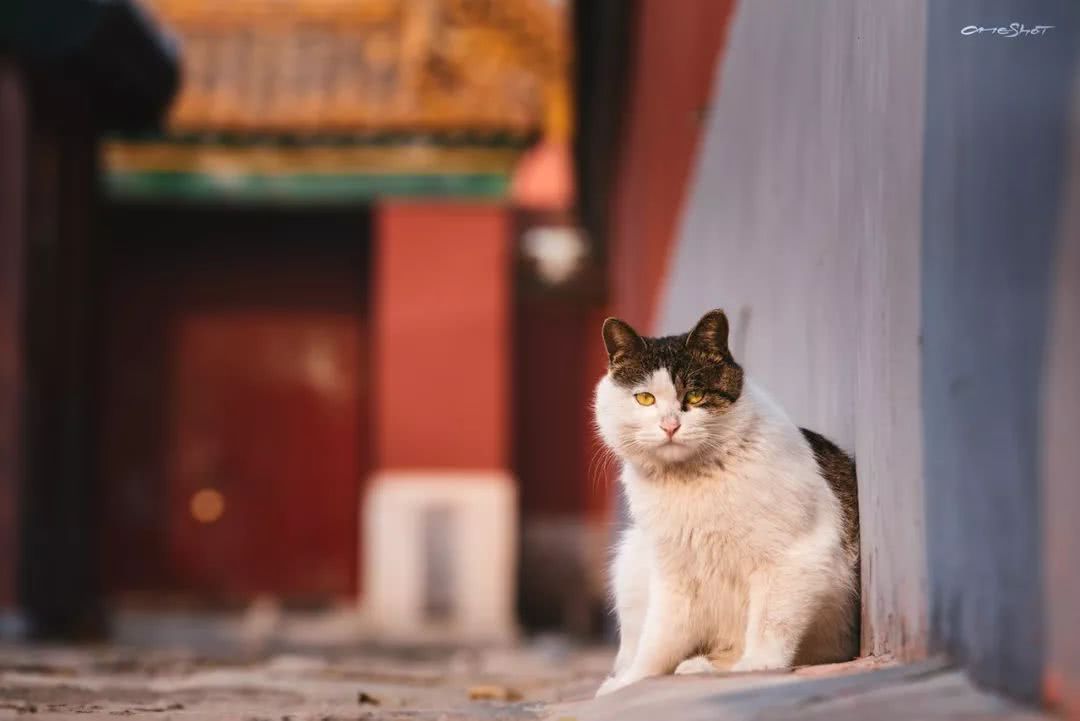 辉煌的宫殿下,生活着中国最贵气的流浪猫,每张都能让你沦陷…