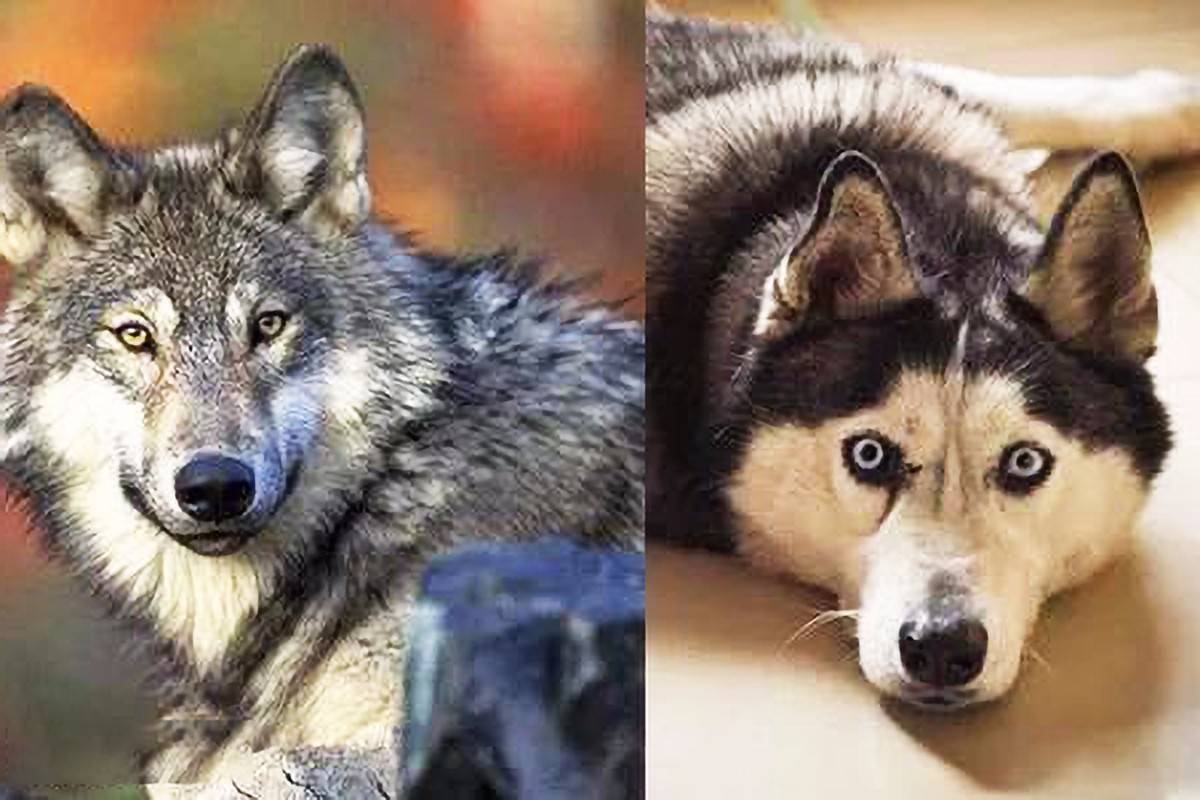 狼和二哈生活在一起,狼会觉得哈士奇是同类吗?答案让人出乎意料