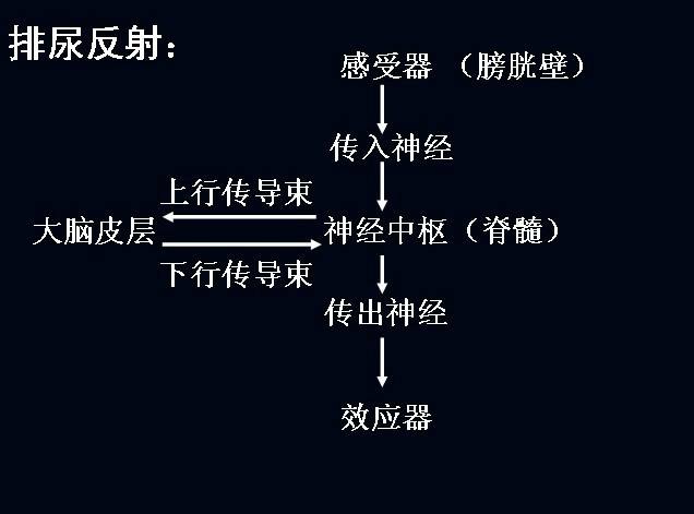 壁的牵张感受器会发出排尿信号,该信号会经神经系统传导至大脑皮层