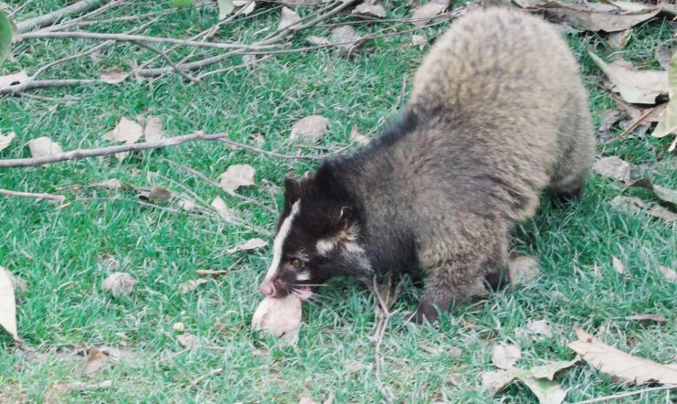 全国第一上海动物园local动物大秀全新开演猪獾狗獾貉本土巨星争先当