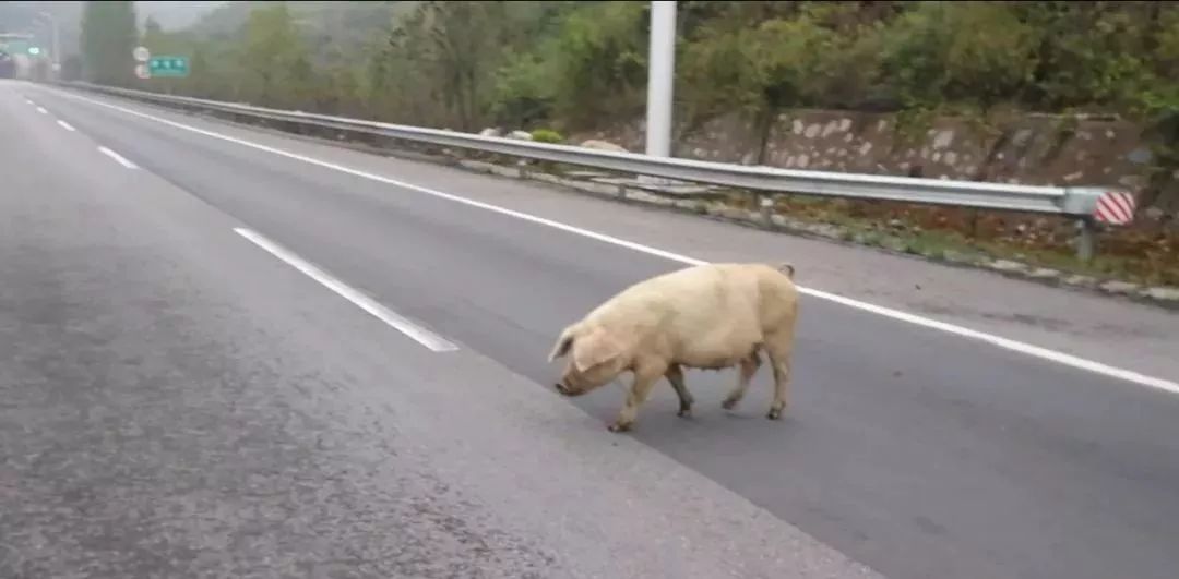啥高速公路上演小猪快跑咋回事