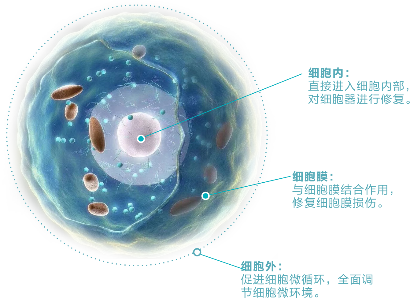 外泌体示意图图片