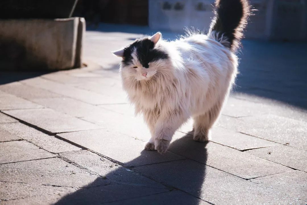 辉煌的宫殿下,生活着中国最贵气的流浪猫,每张都能让你沦陷…