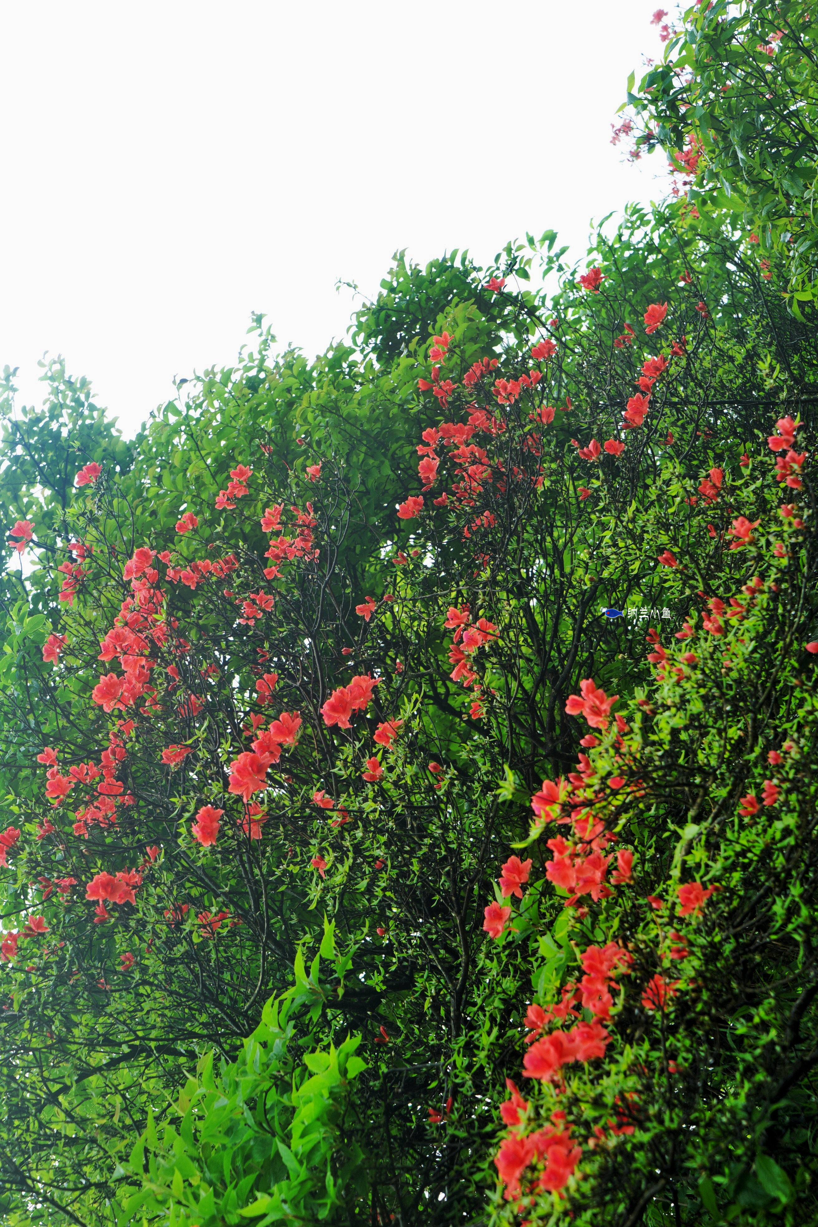 永州杜鹃花海图片