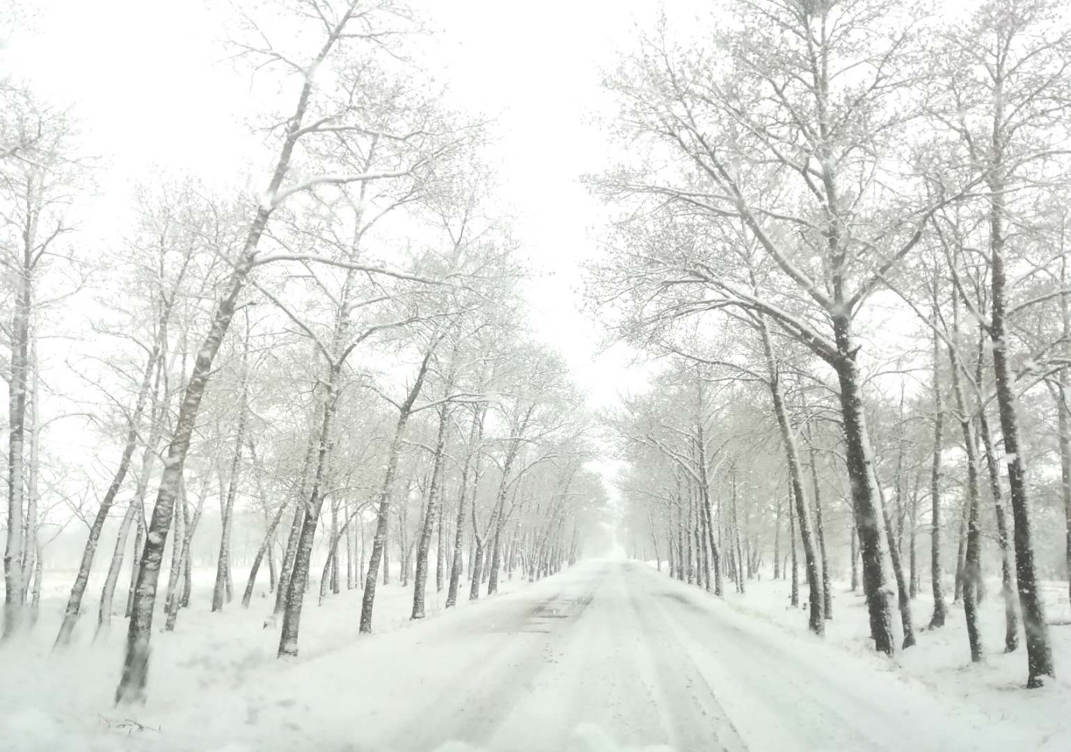 塞外飞雪图片