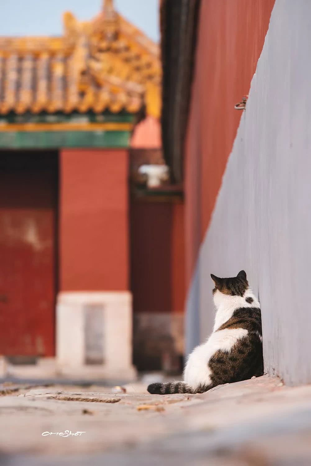 辉煌的宫殿下,生活着中国最贵气的流浪猫,每张都能让你沦陷…