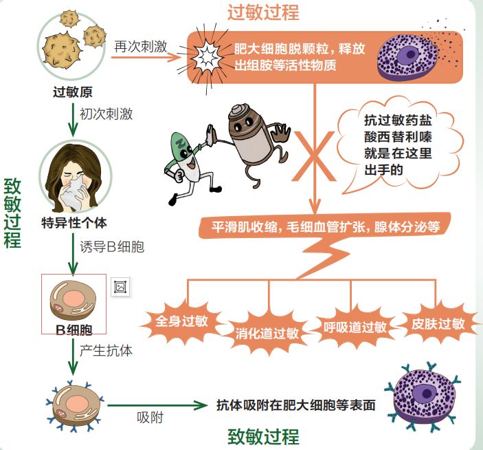 我为什么会过敏?