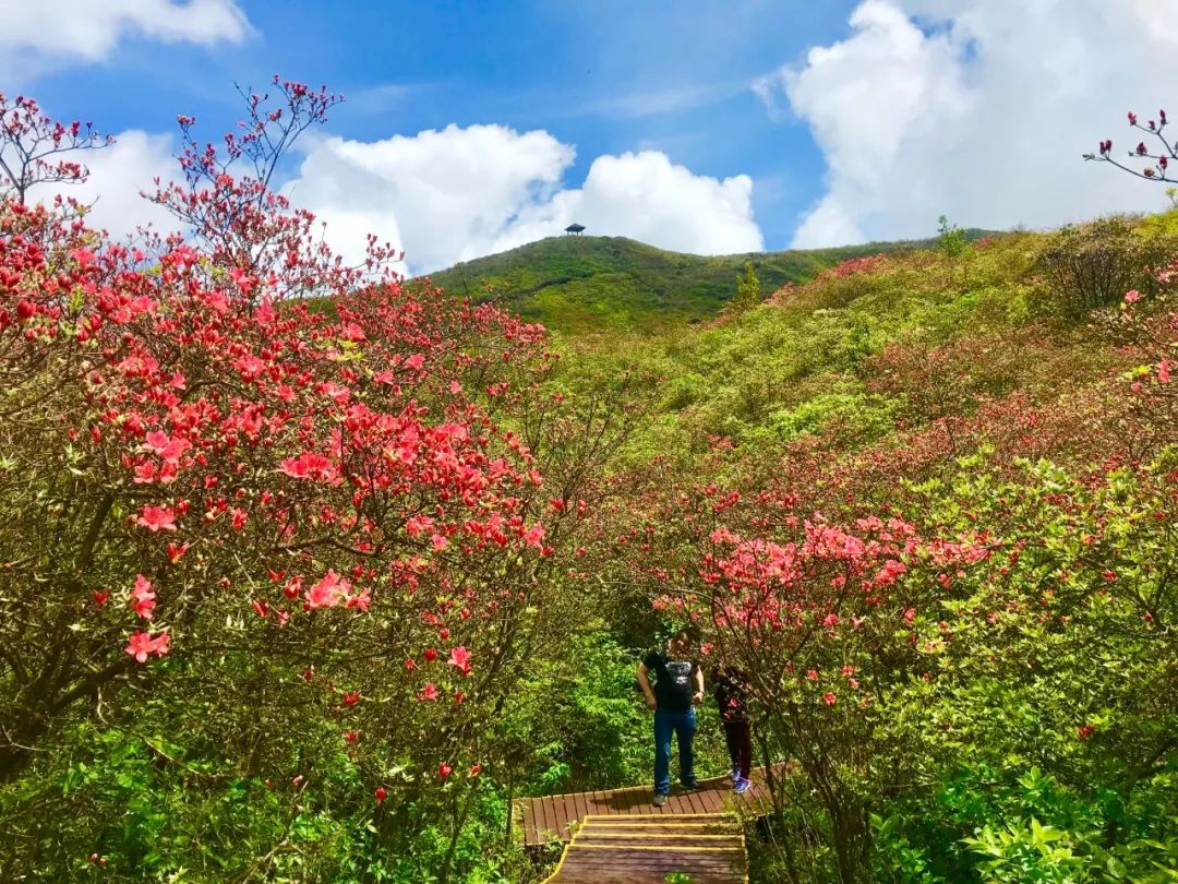 震撼大圍山十萬畝杜鵑花海提前綻放五一盛放正當時