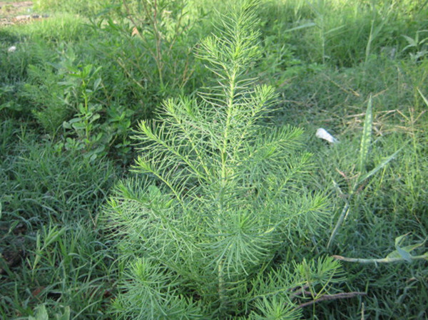 农村这种猪尾巴草号称植物海鲜价值不凡你的家乡有吗