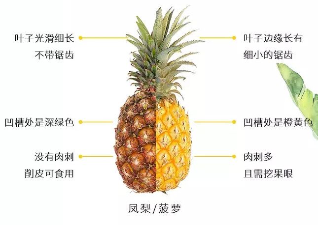 菠萝分解图图片
