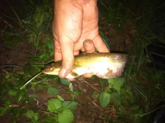 雨天渾水夜釣土鯰幾十條,看起來安逸,吃起來十分彈嘴_鯰魚