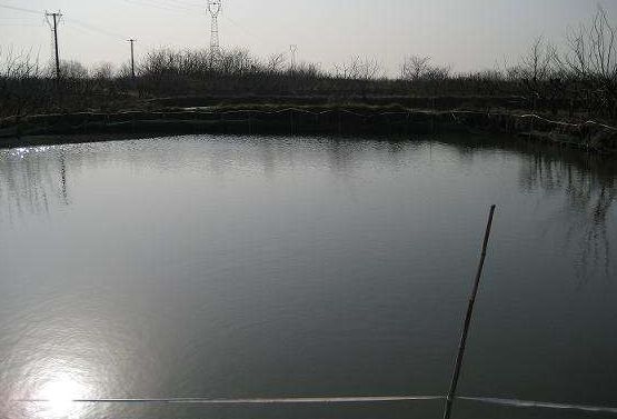 原創在農村承包魚塘養魚為何養殖戶要往魚塘裡扔一些樹枝漲知識了