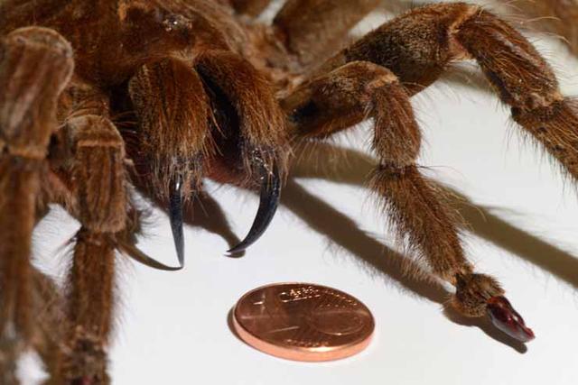 歌利亚食鸟蛛是世界上最大的狼蛛之一,蜷缩的时候就和一个成年人的手