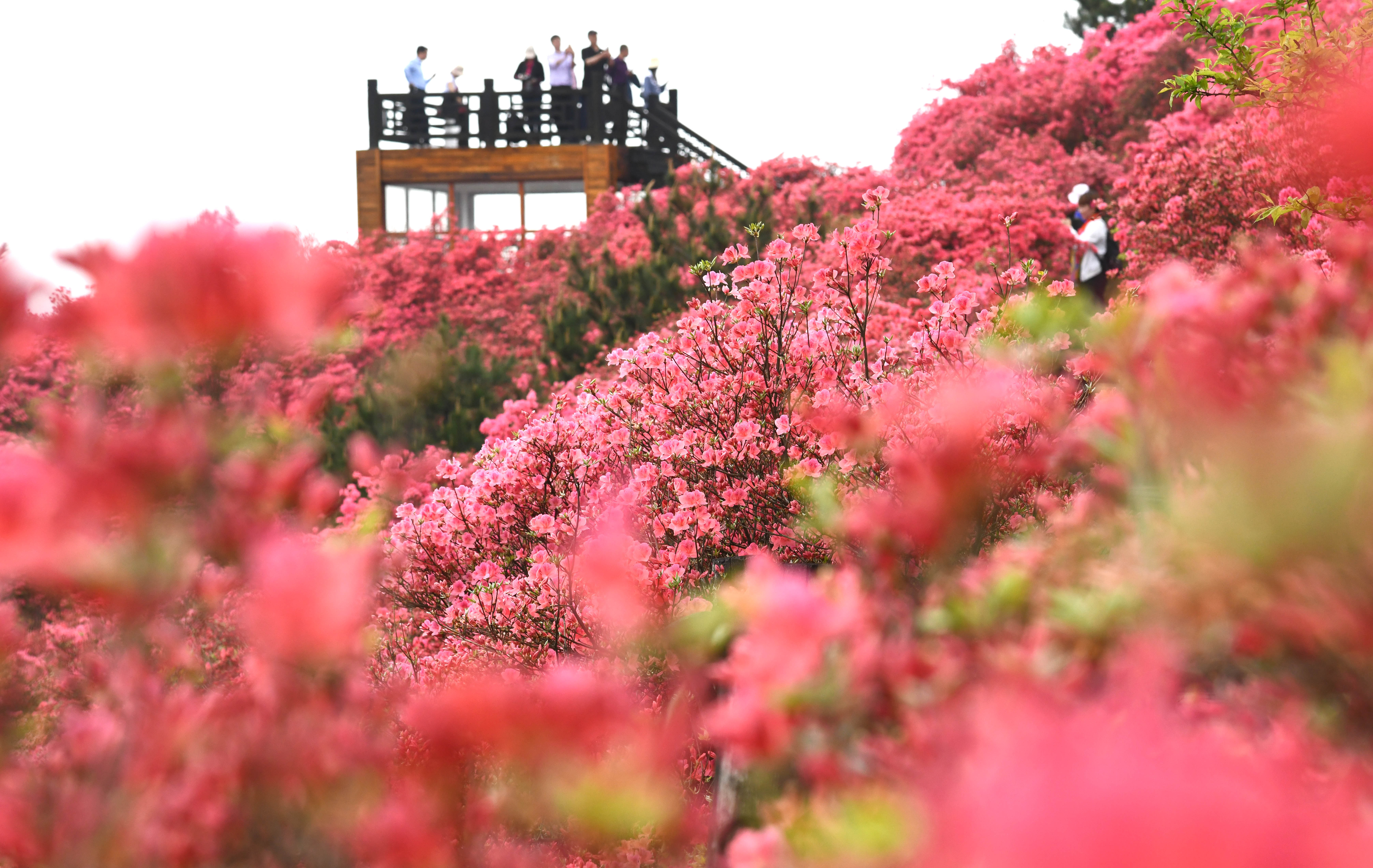 近日,湖北省麻城市龜峰山的10萬畝古杜鵑盛開,大量遊客前來賞花觀景.