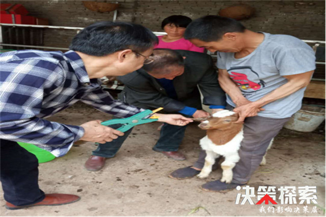 對高致病性禽流感,口蹄病,小反芻,豬瘟,牛羊口蹄等疫病強制免疫密度