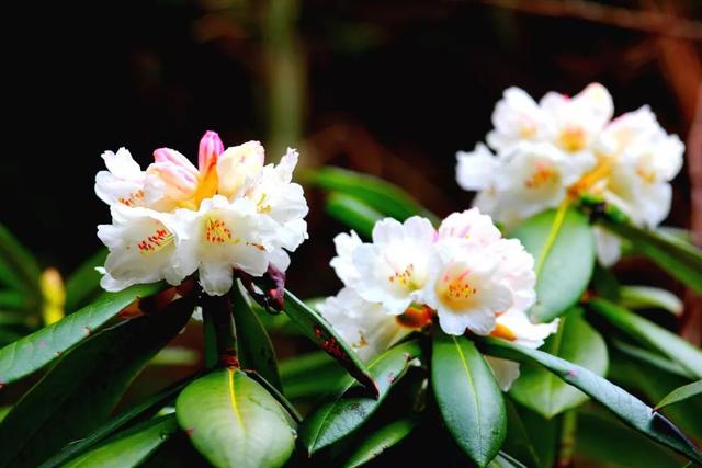 但你知道羊角花名由何而來嗎?_杜鵑花