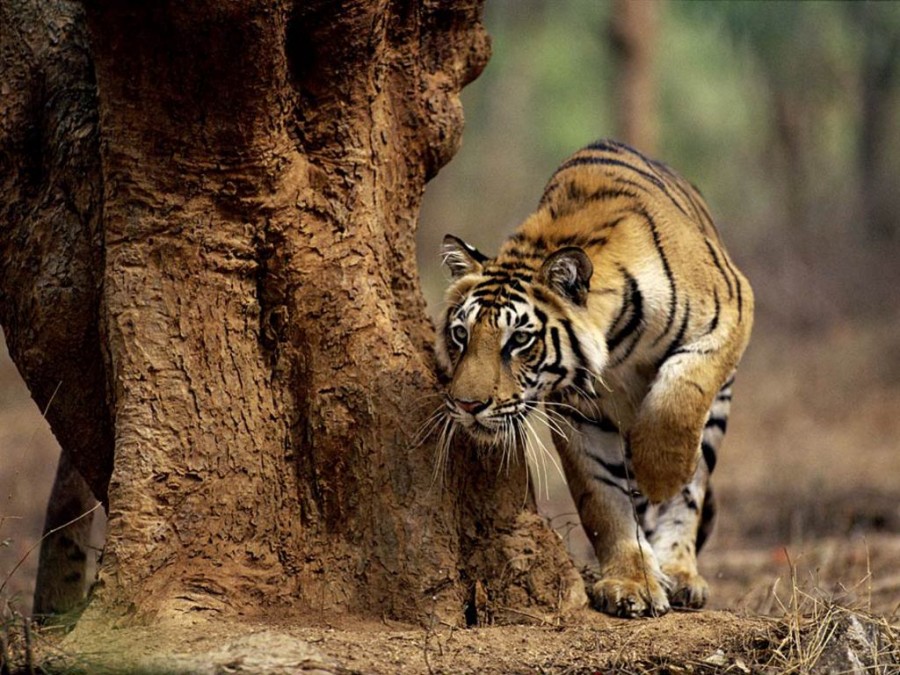 当捕猎较大的动物时,老虎更喜欢咬喉咙,用它们有力的前肢抓住猎物
