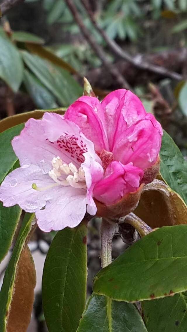 黄龙高山杜鹃翘首迎游客