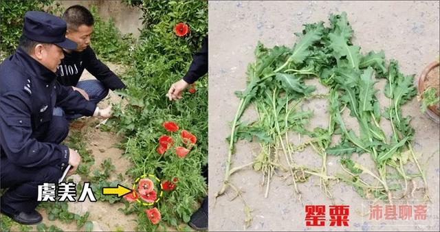 沛县又有人种罂粟!全市开始严查,1棵也违法!_种植者