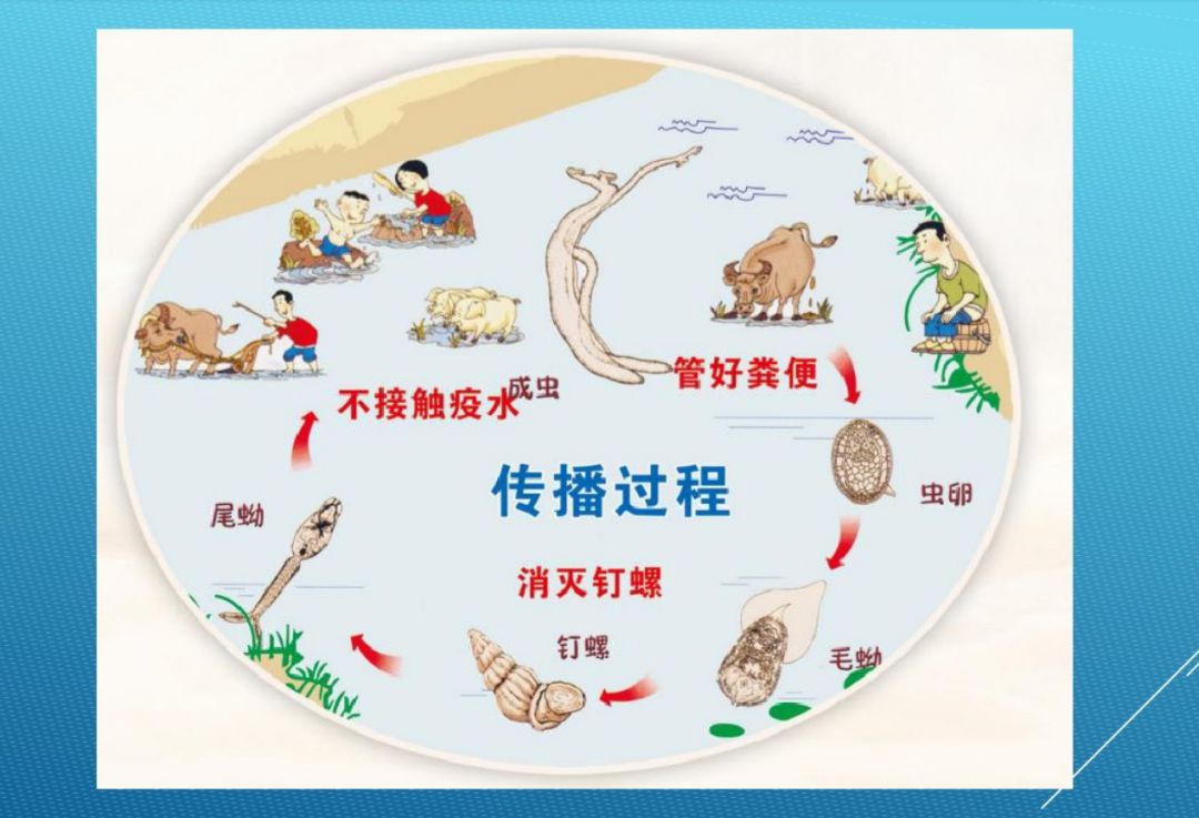 关爱生命关注血防